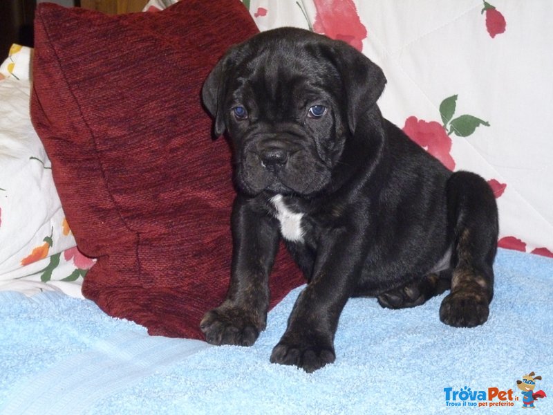 Cuccioli cane Corso - Foto n. 2