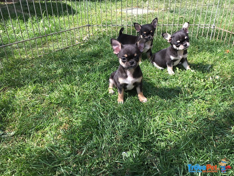 Meravigliosi Cuccioli Chihuahua - Foto n. 2