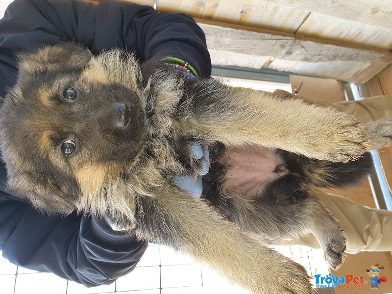 Cuccioli di Pastore Tedesco - Foto n. 2