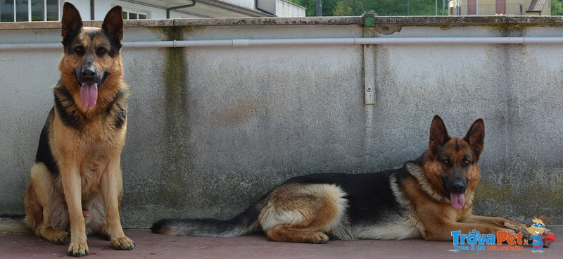 Cuccioli Pastore Tedesco - Foto n. 2