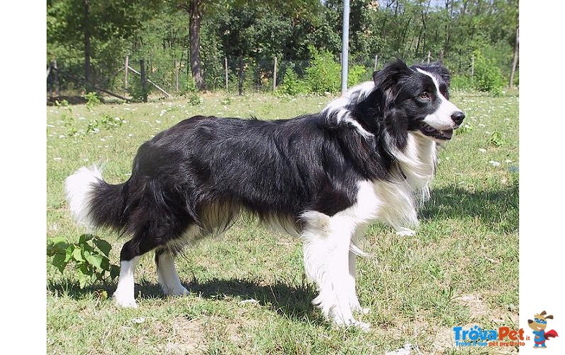 Cuccioli Border Collie Piemonte - Foto n. 5