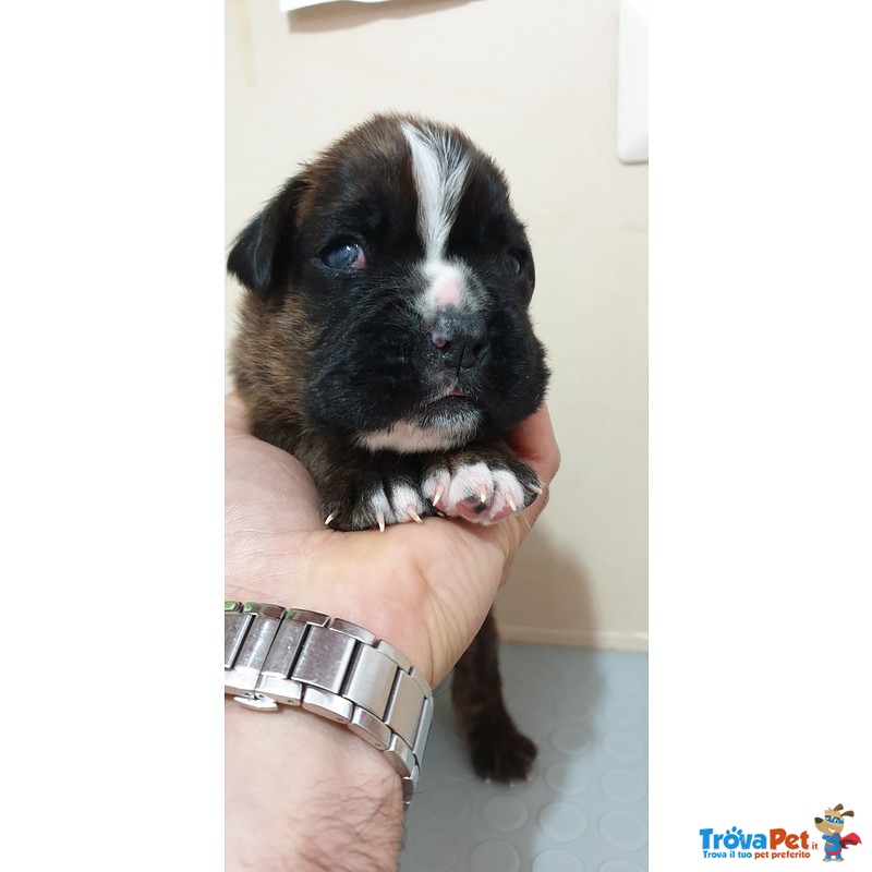 Cuccioli di Boxer alta Genealogia Disponibili - Foto n. 1