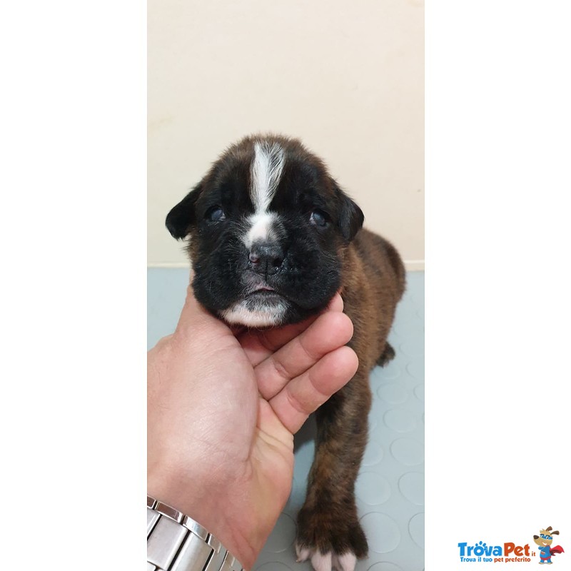 Cuccioli di Boxer alta Genealogia Disponibili - Foto n. 2