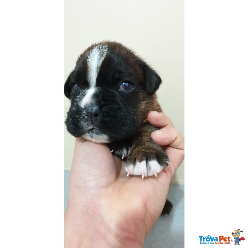 Cuccioli di Boxer alta Genealogia Disponibili - Foto n. 3