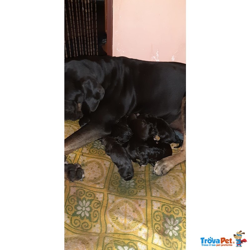 Cuccioli di cane Corso nati in data 30.03.2019 e Disponibili dal 01.06.2019 - Foto n. 2