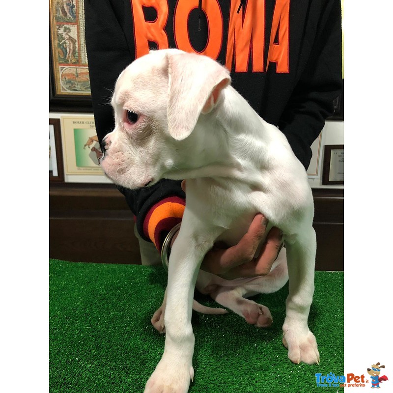 Cucciola di Boxer Bianca con Pedigree - Foto n. 2