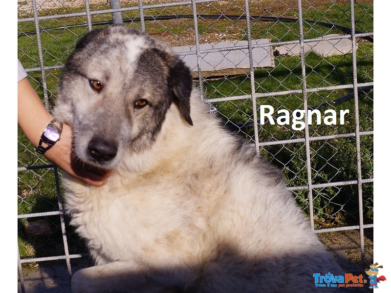 Ragnar dal Cuore Grande Cerca Casa - Foto n. 1