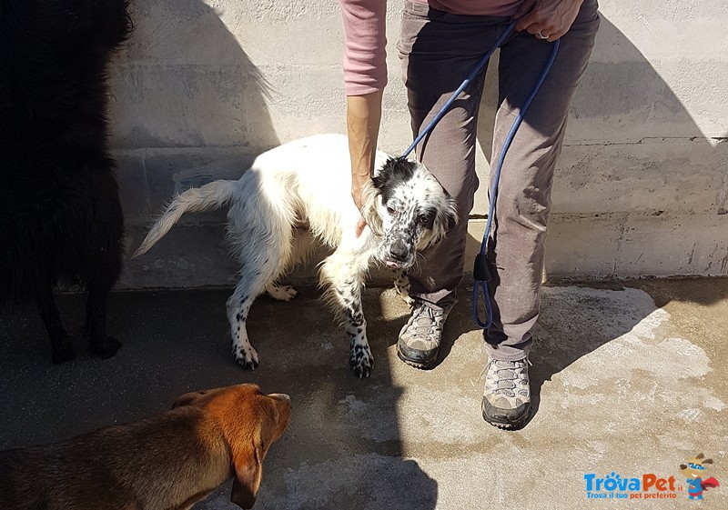 Gulliver Simil Setter Bianco e Nero - Foto n. 4