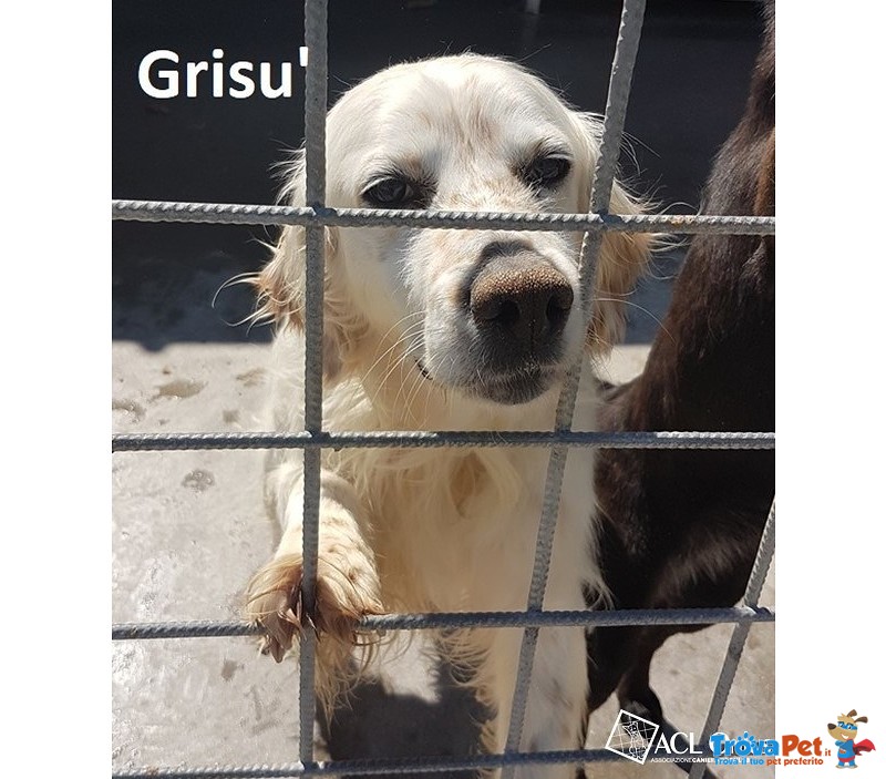 Grisu’- Derivato Setter Bianco Limone - Foto n. 1