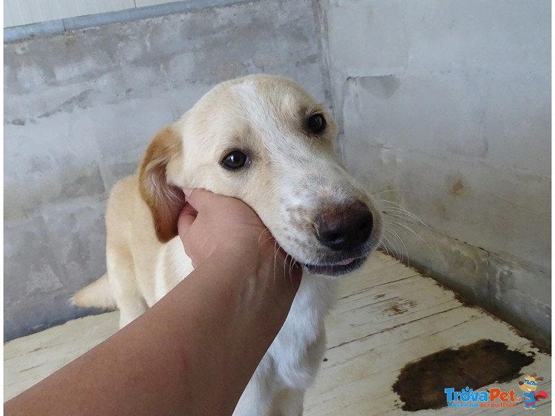 Charlie Giovane Simil Labrador - Foto n. 2