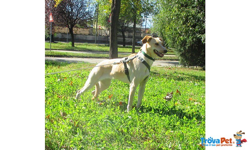 To.cucciolona 11 mesi mix Labrador-Levrierina Timidissima Cerca Padroni Speciali! - Foto n. 1