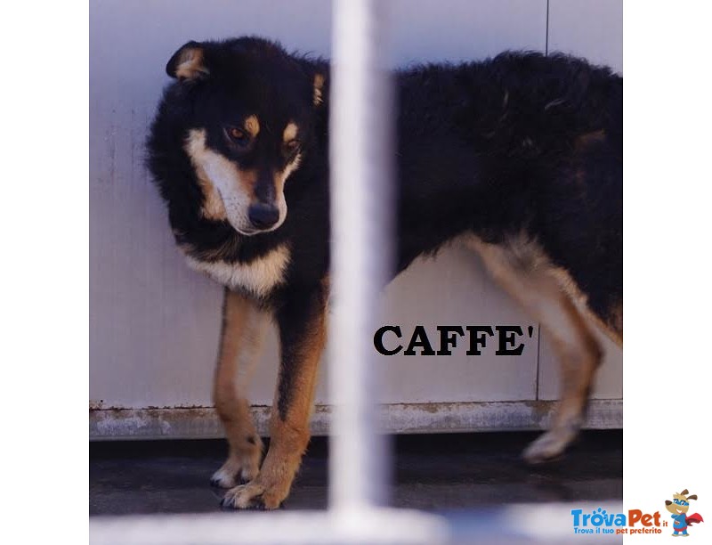 Caffe’- il Buongiorno Sempre Insieme a Lui! - Foto n. 1
