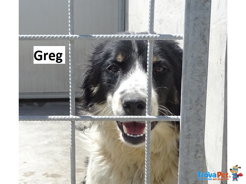 Greg – Simil Springer Spaniel - Foto n. 1