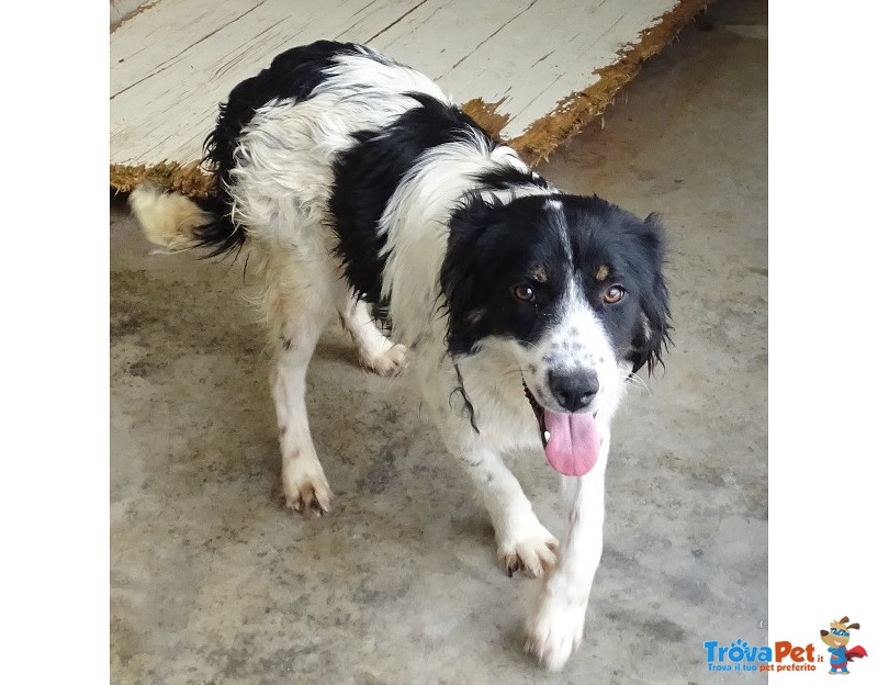 Greg – Simil Springer Spaniel - Foto n. 2