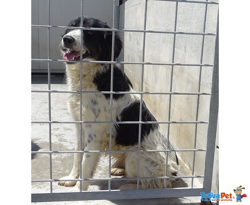 Greg – Simil Springer Spaniel - Foto n. 3