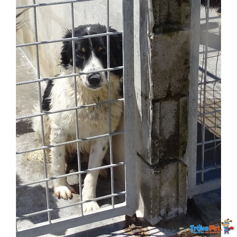 Greg – Simil Springer Spaniel - Foto n. 4