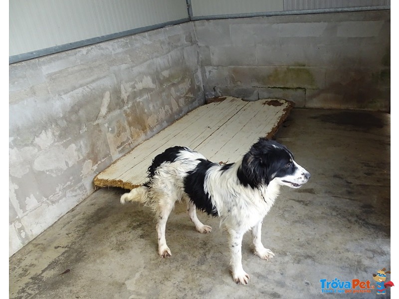 Greg – Simil Springer Spaniel - Foto n. 5