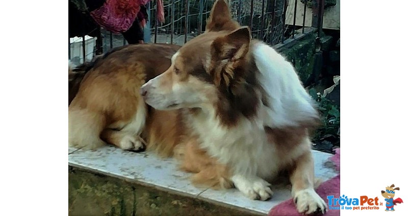 Chicco. un Corgi Volpino Unico. Sembro Unscito dal Pennello di un Pittore.. che Colori - Foto n. 3