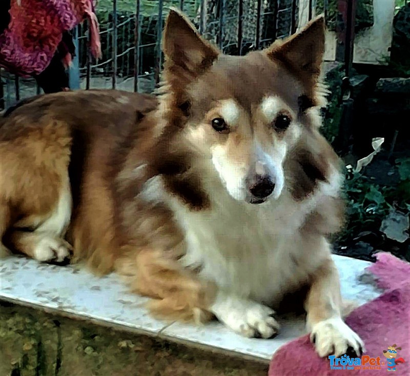 Chicco. un Corgi Volpino Unico. Sembro Unscito dal Pennello di un Pittore.. che Colori - Foto n. 4