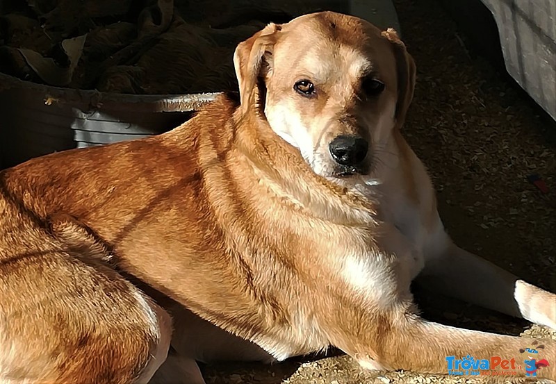 Tamara. una mix Labrador Bellissima. Guadare per Credere - Foto n. 3