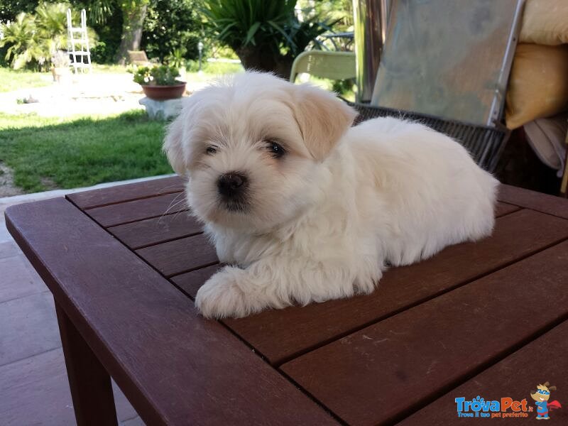 Cucciolo Maltese Maschio - Foto n. 1