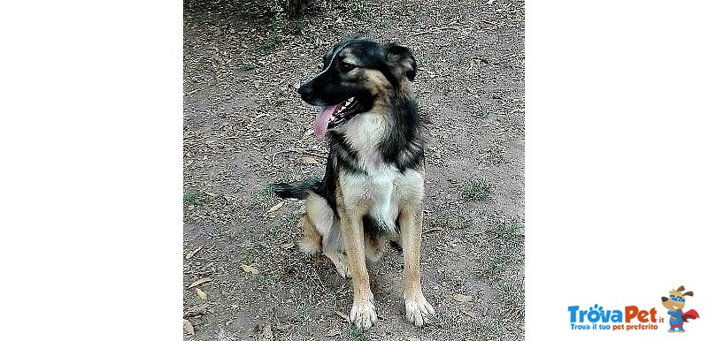 Rocky.. Bellissimo ed Elegante mix Pastore Tedesco ao pelo Lungo.. Spettacolare - Foto n. 1