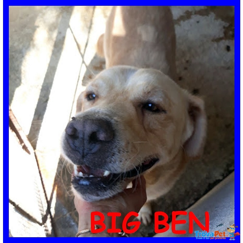 Big ben Simil Labrador Buonissimo Soffre Troppo la Solitudine - Foto n. 1