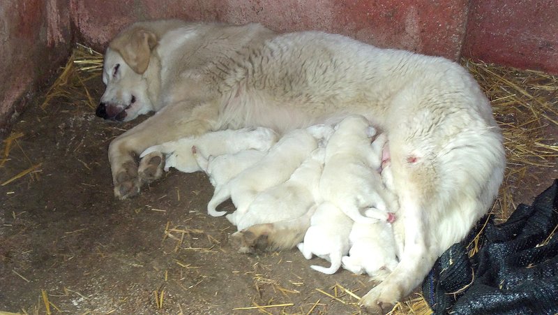 Cuccioli di Pastore Maremmano Abruzzese - Foto n. 1