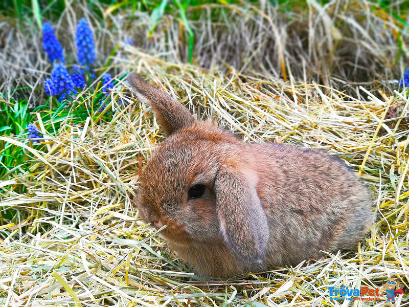 Disponibili Cuccioli di Coniglio Ariete Nano - Foto n. 1
