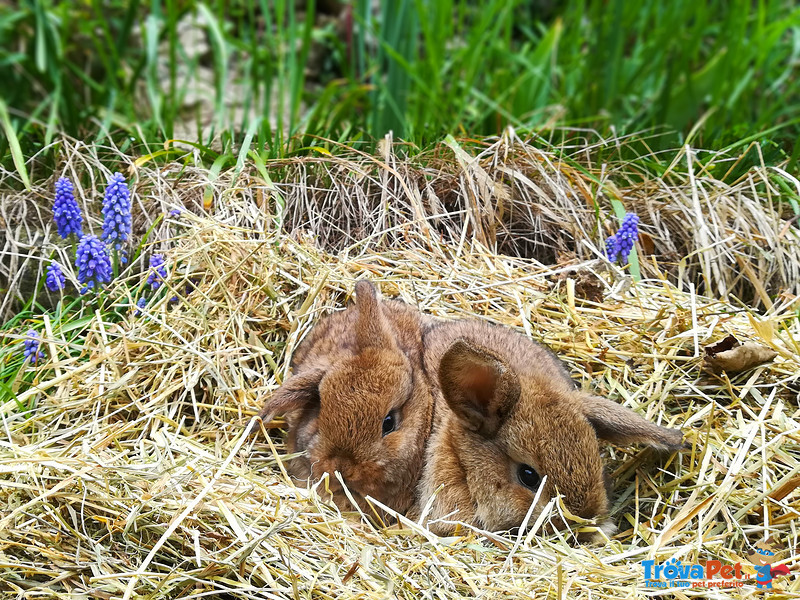 Disponibili Cuccioli di Coniglio Ariete Nano - Foto n. 2