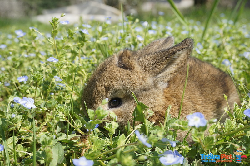 Disponibili Cuccioli di Coniglio Ariete Nano - Foto n. 3