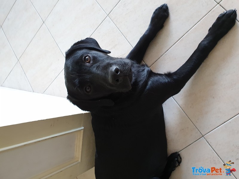 Labrador Retriever Nero - Foto n. 1