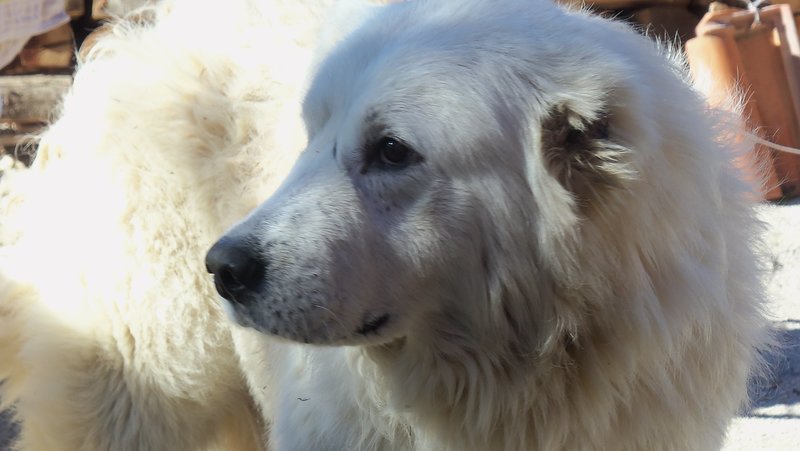 Cuccioli di Pastore Maremmano Abruzzese - Foto n. 3