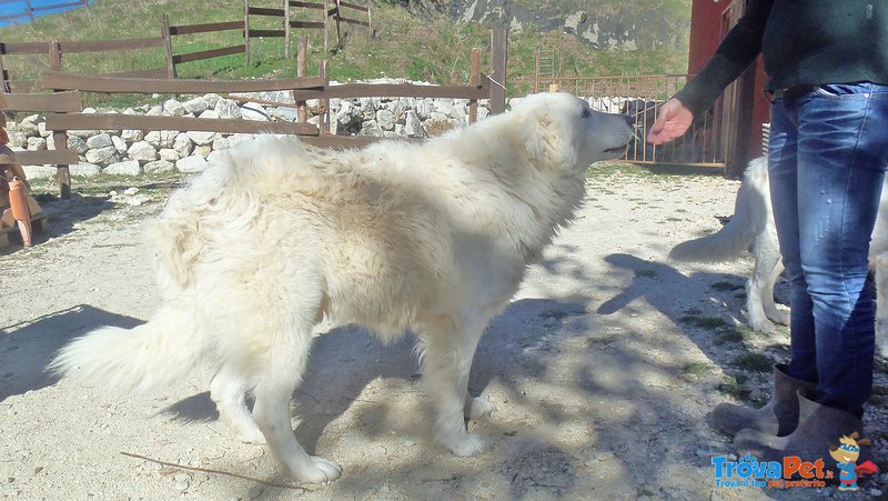 Cuccioli di Pastore Maremmano Abruzzese - Foto n. 4