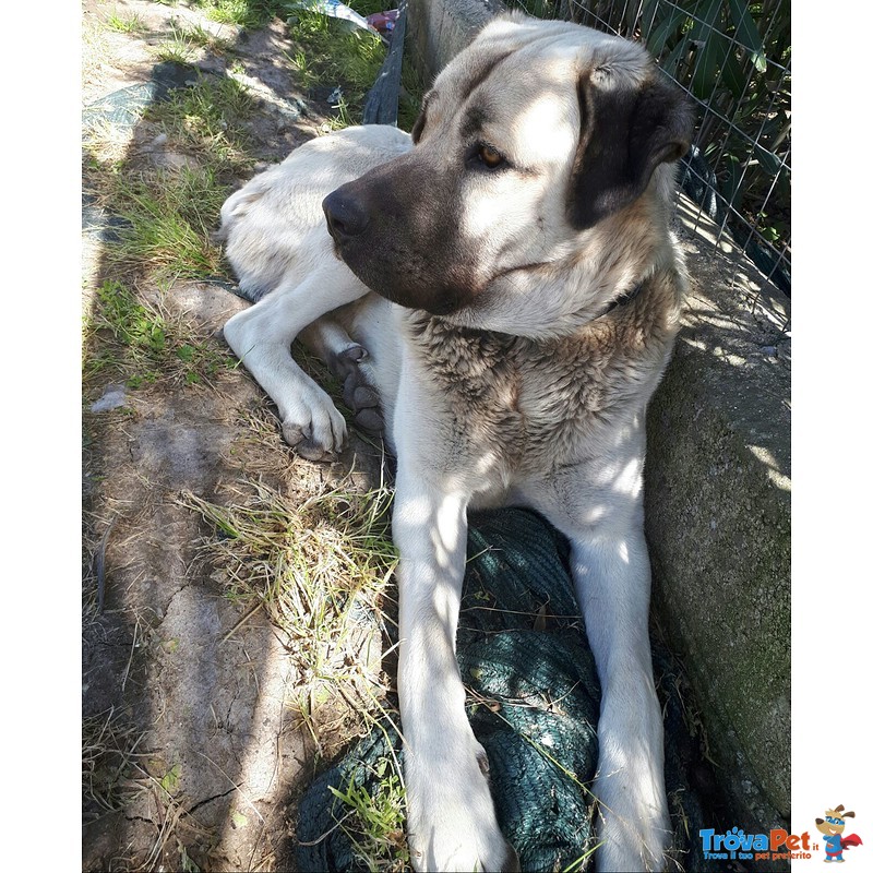 Damiano Dolce Cagnolone con il Cuore di un Cucciolo - Foto n. 3