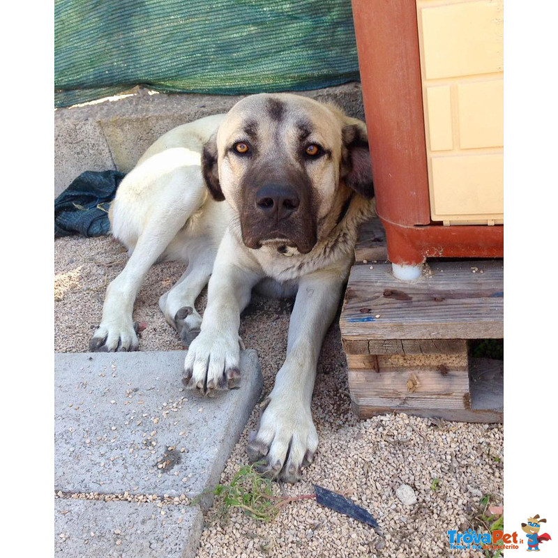 Damiano Dolce Cagnolone con il Cuore di un Cucciolo - Foto n. 8