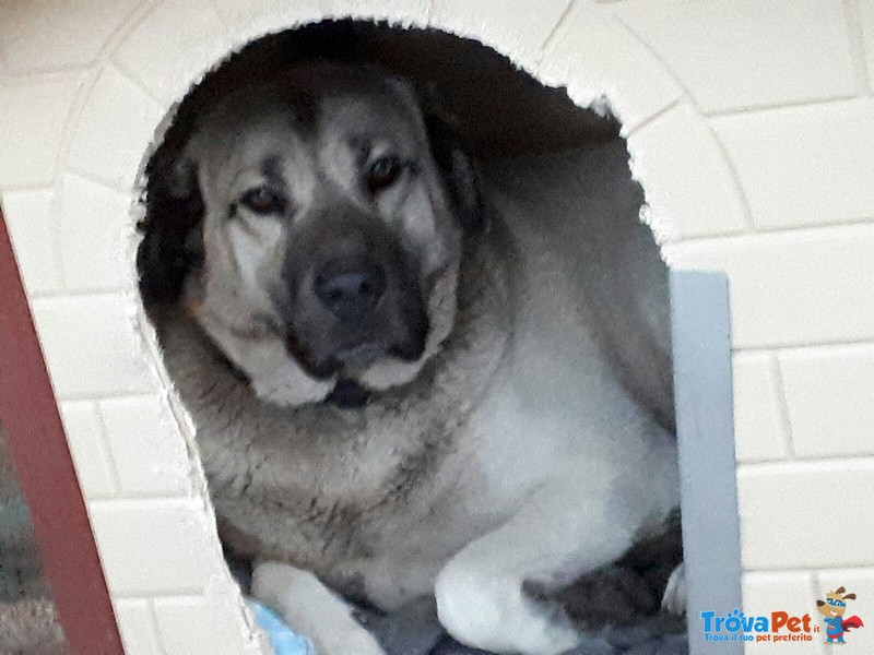 Damiano Dolce Cagnolone con il Cuore di un Cucciolo - Foto n. 9