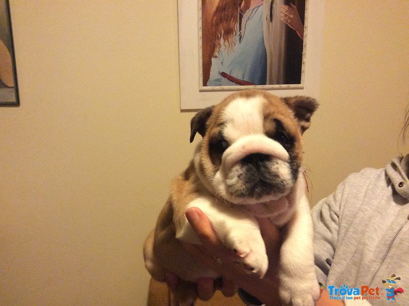 Cuccioli Bulldog Inglese - Foto n. 2