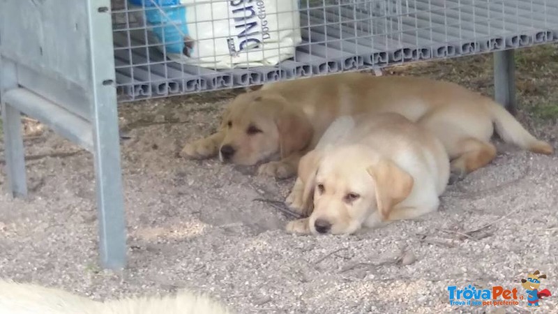 Cuccioli Labrador Retriever Miele - Foto n. 3