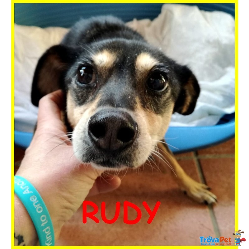 Rudy Pinscherino Disabile Dimenticato da Tutti Adozione D'amore - Foto n. 1