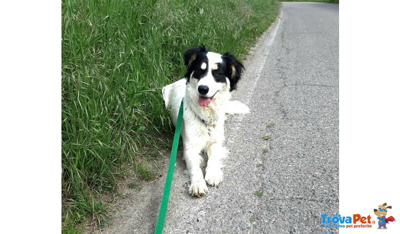 Kira. un mix Border Collie Meravigliosa. Intelligente e Riservata. una Timidona. - Foto n. 1