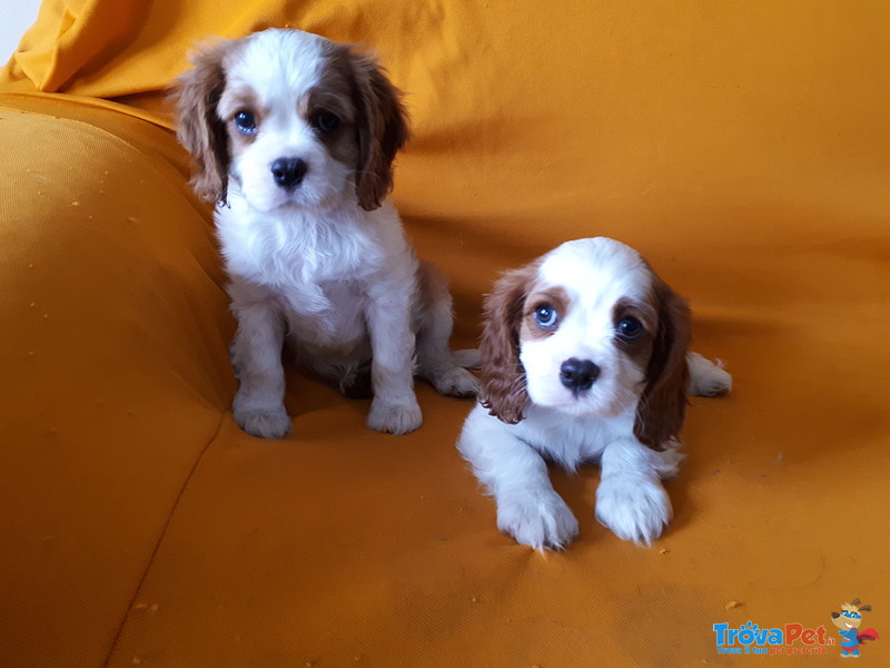 Cuccioli di Cavalier King - Foto n. 1