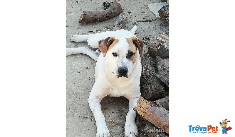 Walter. un dogo Argentino Meraviglioso. di buon Carattere e di Compagnia.. che Aspettate a Chiamare? - Foto n. 1