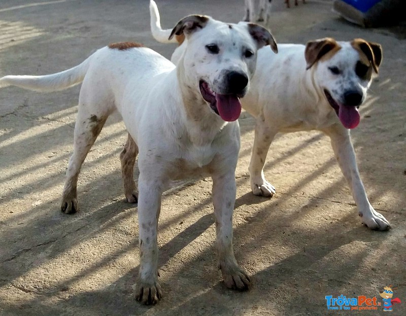 Walter. un dogo Argentino Meraviglioso. di buon Carattere e di Compagnia.. che Aspettate a Chiamare? - Foto n. 2