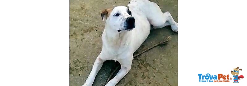 Walter. un dogo Argentino Meraviglioso. di buon Carattere e di Compagnia.. che Aspettate a Chiamare? - Foto n. 3