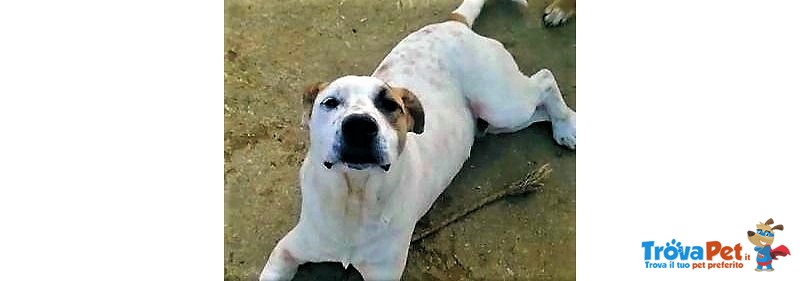 Walter. un dogo Argentino Meraviglioso. di buon Carattere e di Compagnia.. che Aspettate a Chiamare? - Foto n. 4