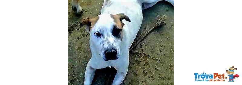 Walter. un dogo Argentino Meraviglioso. di buon Carattere e di Compagnia.. che Aspettate a Chiamare? - Foto n. 5