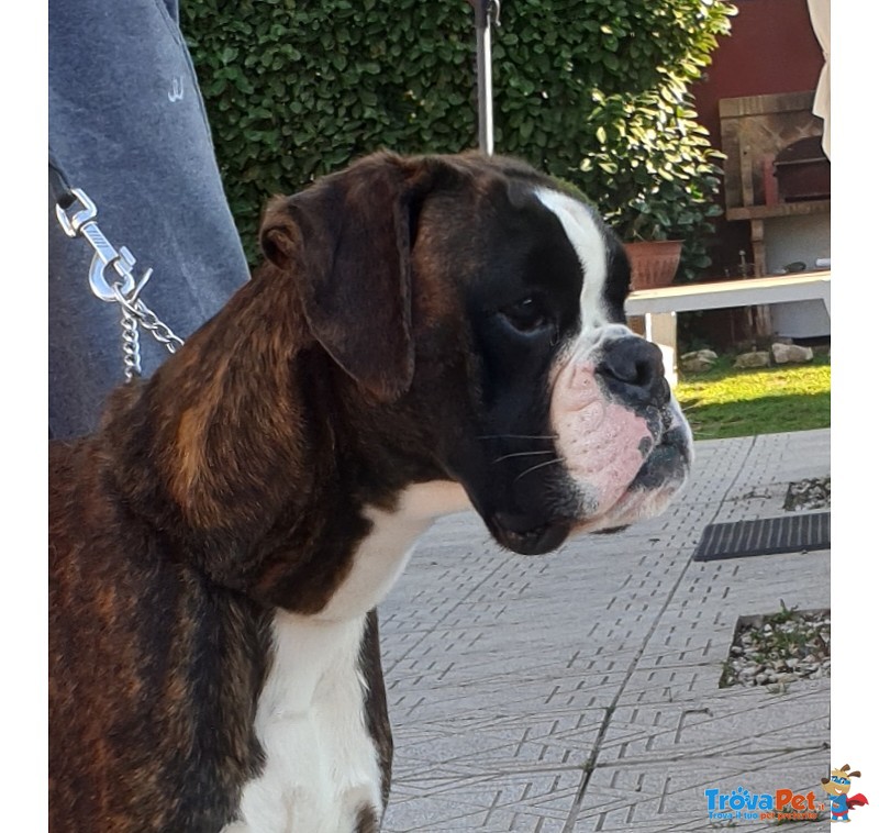 Cucciolo di Boxer Disponibile con Pedigree Enci - Foto n. 1