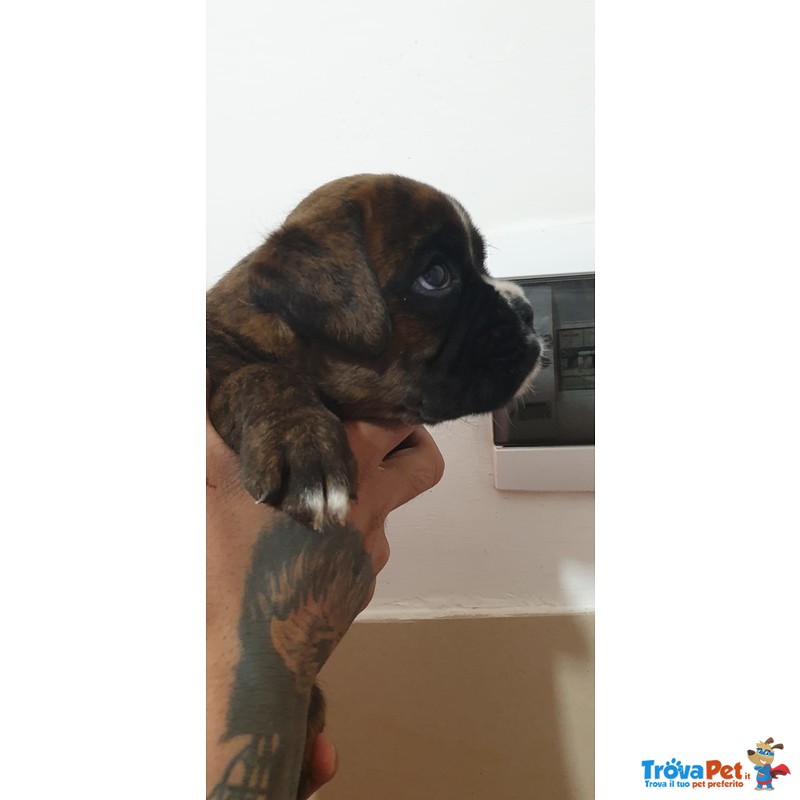 Disponibili Cuccioli di Boxer alta Genealogia - Foto n. 4