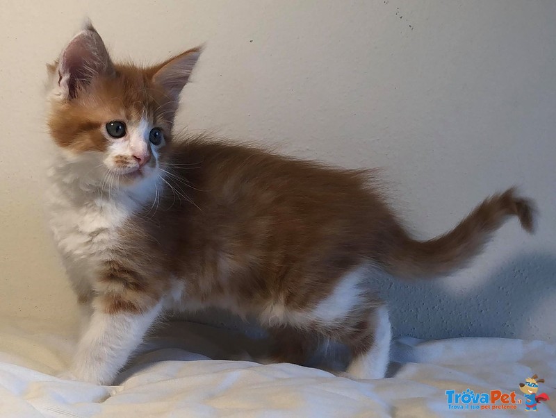 Cuccioli di Maine coon Disponibili - Foto n. 2